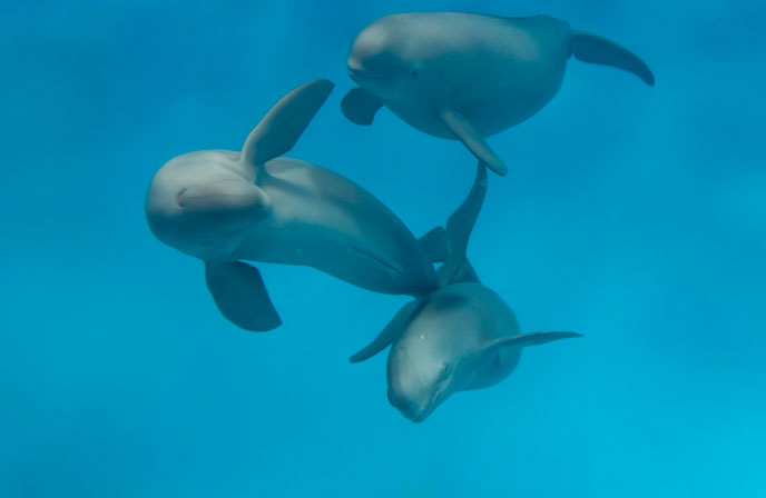 みやじマリン 宮島水族館