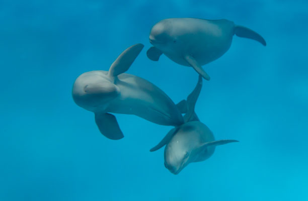 みやじマリン
宮島水族館